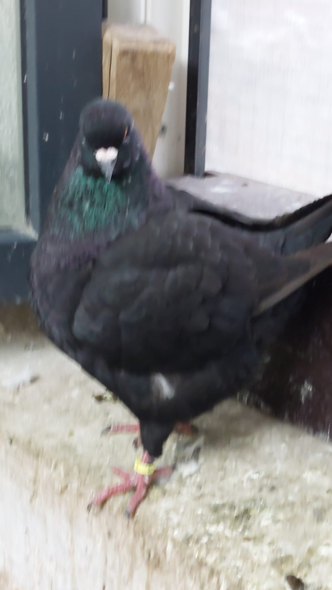 Kingtauben, Zuchtergebniss von den Züchtern Ronny und Jasmin Scheibel