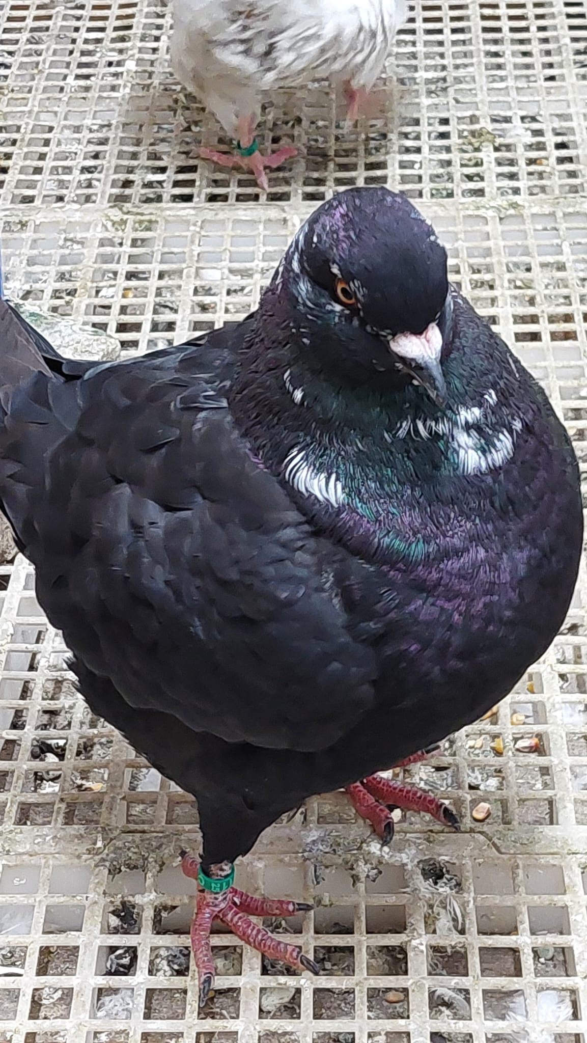 Kingtauben, Zuchtergebniss von den Züchtern Ronny und Jasmin Scheibel