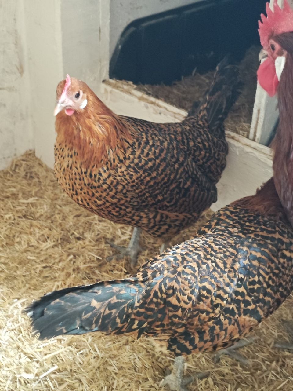 Ostfriesische Zwerg Möve, Zuchtergebniss von den Züchtern Tandel und Krell