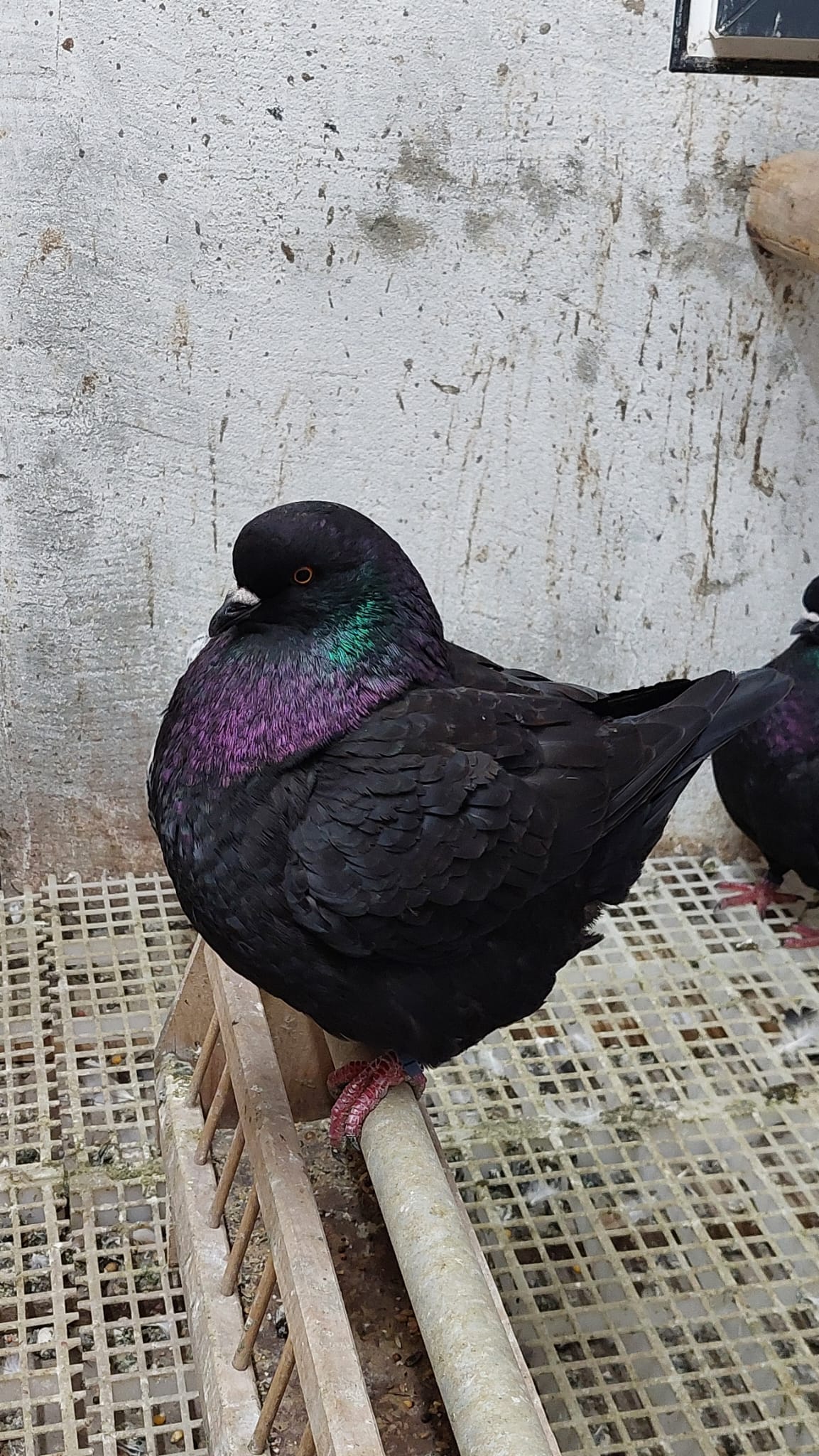 Kingtauben, Zuchtergebniss von den Züchtern Ronny und Jasmin Scheibel