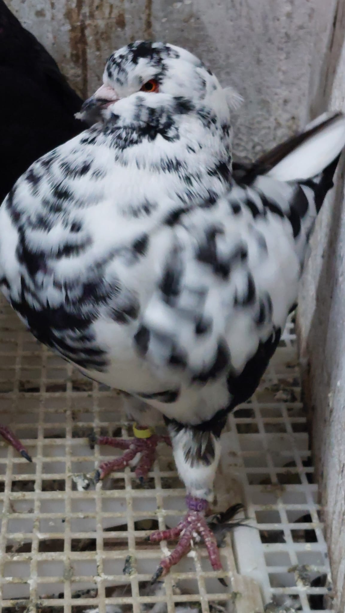 Kingtauben, Zuchtergebniss von den Züchtern Ronny und Jasmin Scheibel