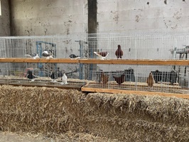 Jungtierbesprechung mit Ruben Schreiter und Lutz Küttner