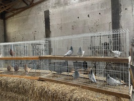 Jungtierbesprechung mit Ruben Schreiter und Lutz Küttner